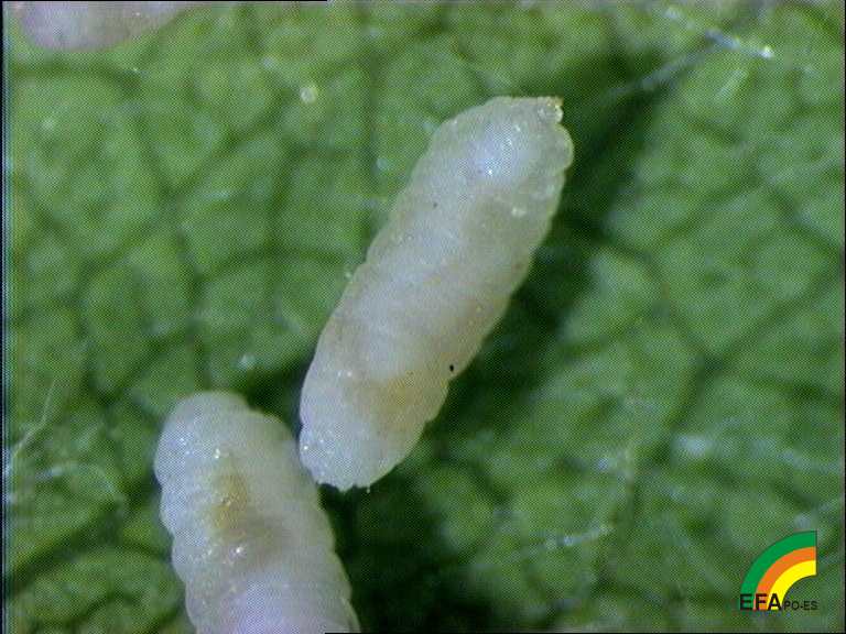 Dasyneura pyri (Cigarrero del peral) - Larva de Dasyneura pyri.jpg